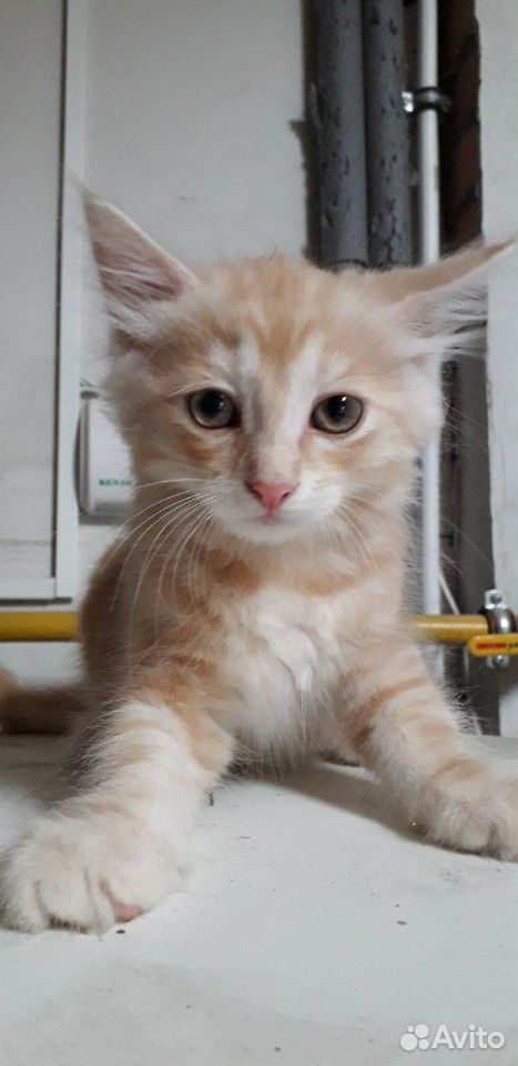 Котята рождены 9 мая купить на Зозу.ру - фотография № 3