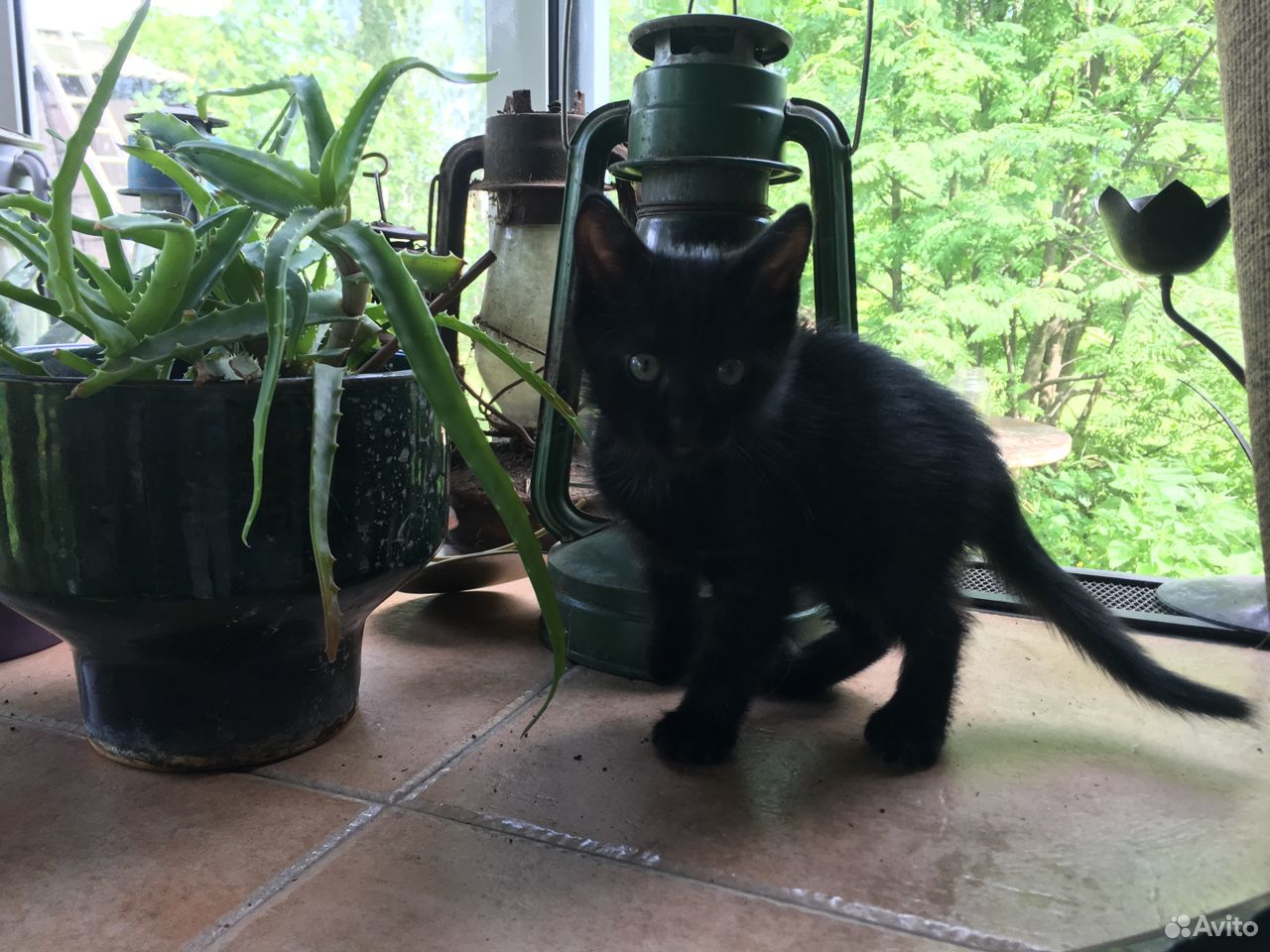 Красивый черный котенок купить на Зозу.ру - фотография № 1