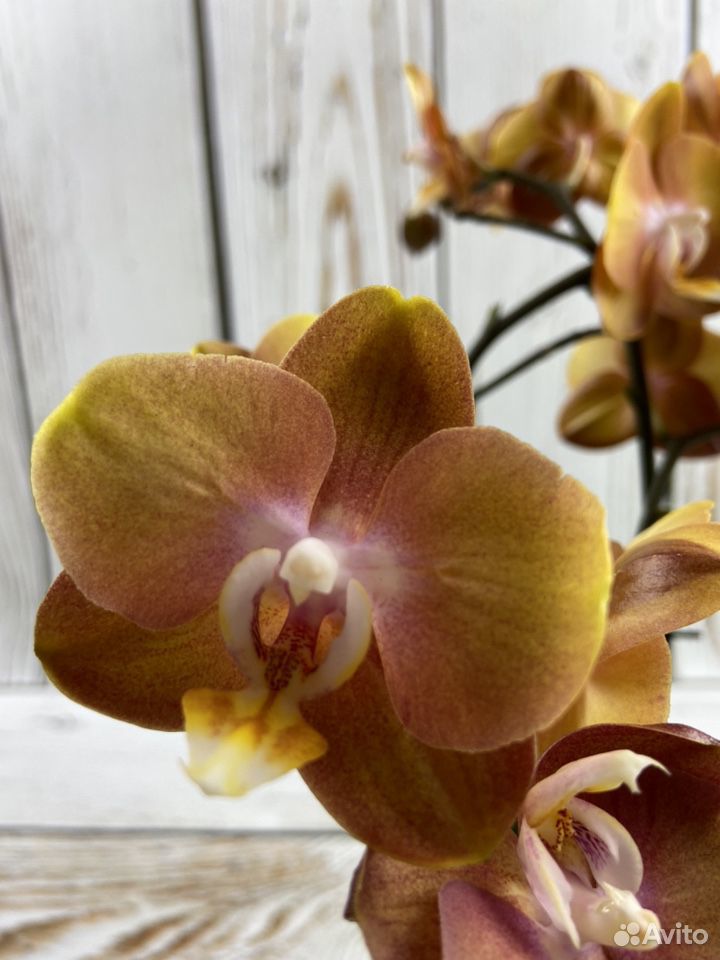 Орхидея фаленопсис лас Вегас купить на Зозу.ру - фотография № 1
