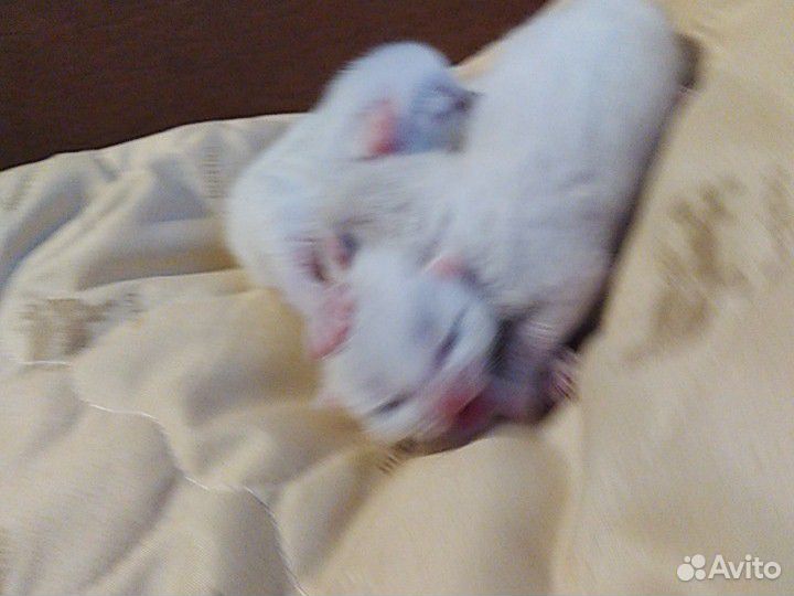 Котятки новорожденные беленькие купить на Зозу.ру - фотография № 3