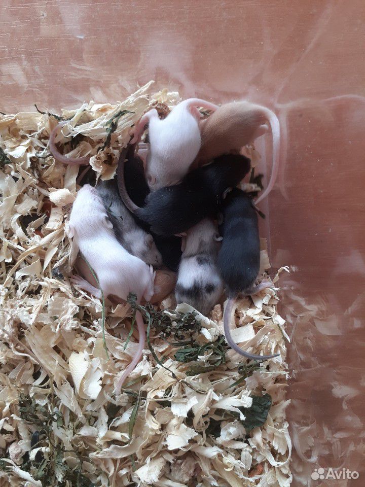Мышки купить на Зозу.ру - фотография № 7