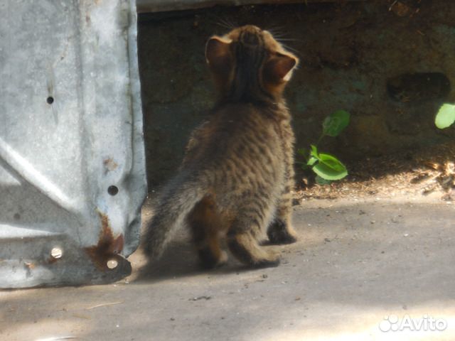 Котёнок мальчик купить на Зозу.ру - фотография № 2