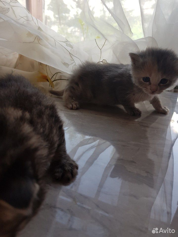 Умные и ласковые котята от тайской кошки купить на Зозу.ру - фотография № 4