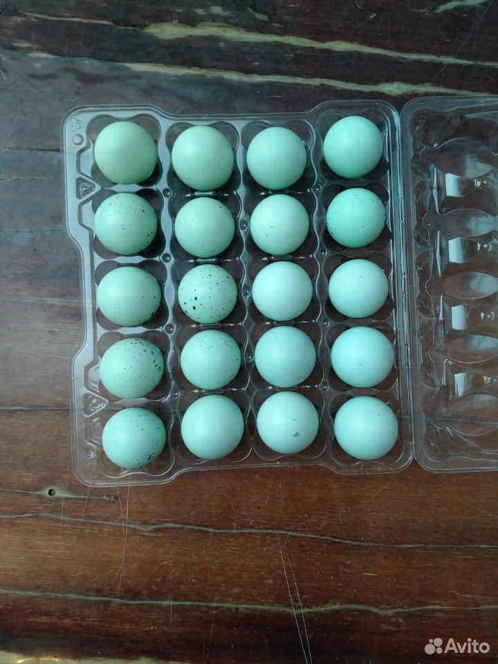 Яйца инкубационные купить на Зозу.ру - фотография № 3
