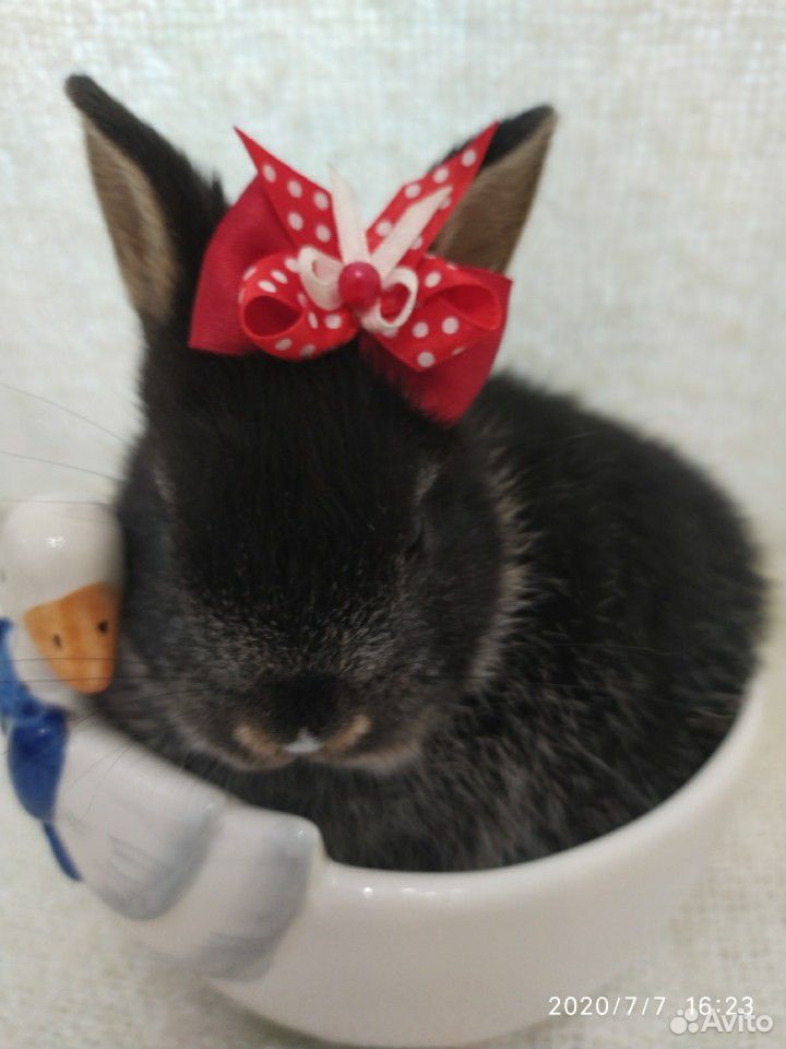 Мини кролик, порода цветной купить на Зозу.ру - фотография № 4