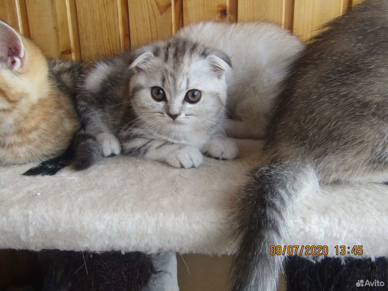 Плюшевые шотландские котята купить на Зозу.ру - фотография № 9