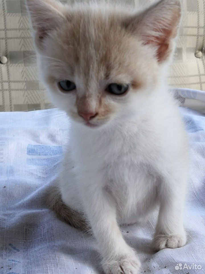 Котенок Том, 1,5 месяца купить на Зозу.ру - фотография № 1