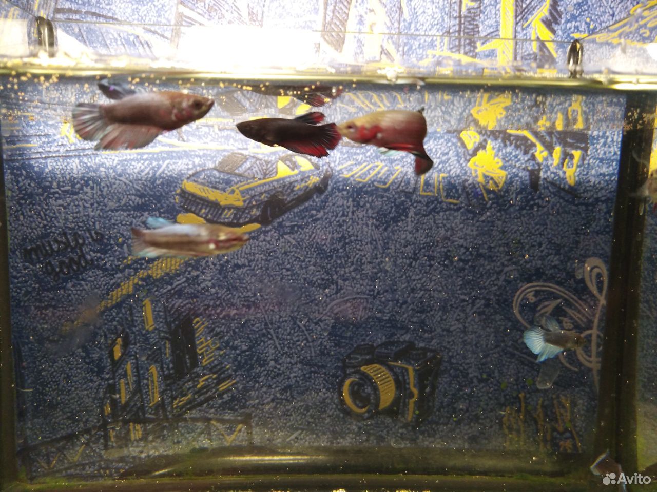 Петушок аквариумная рыбка купить на Зозу.ру - фотография № 3