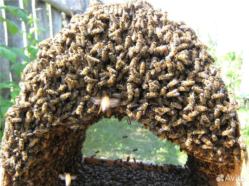 Пчела купить на Зозу.ру - фотография № 1