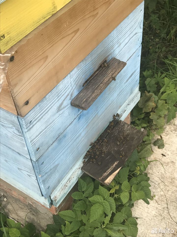 Мёд натуральный,новый урожай(своя пасека) купить на Зозу.ру - фотография № 6