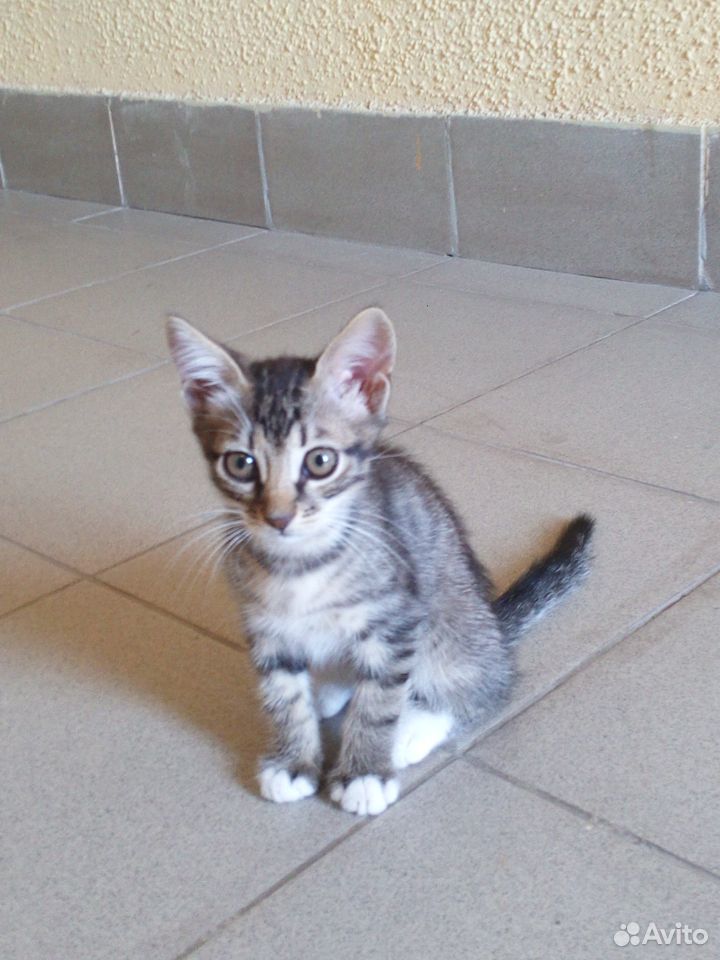 Котёнок Феникс ищет котородителей купить на Зозу.ру - фотография № 4