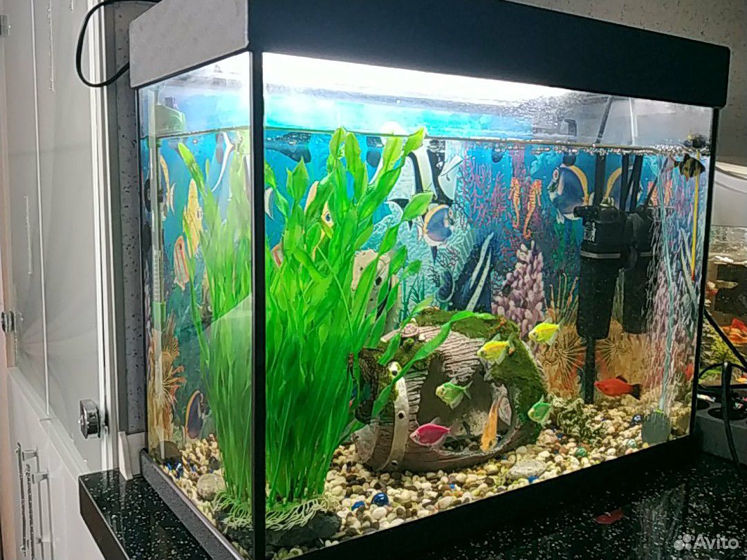 Украшение для аквариума и аквариум с рыбками купить на Зозу.ру - фотография № 2