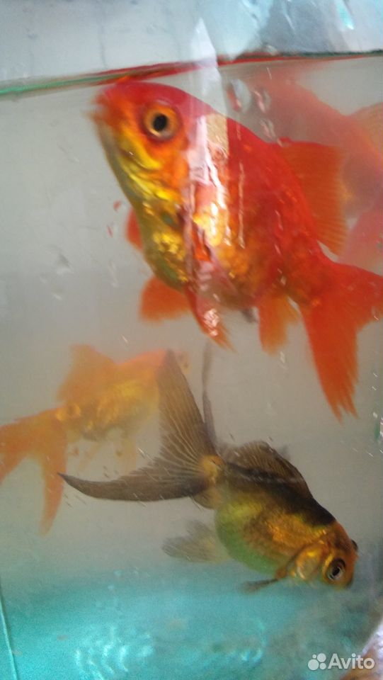 Вуалехвостые золотые рыбки купить на Зозу.ру - фотография № 2
