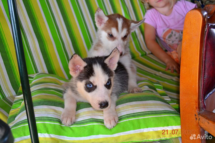 Два щенка Сибирский Хаски купить на Зозу.ру - фотография № 1