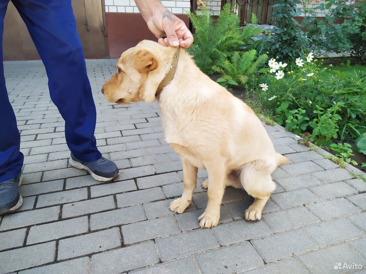 Найден щенок шарпея помесный купить на Зозу.ру - фотография № 4