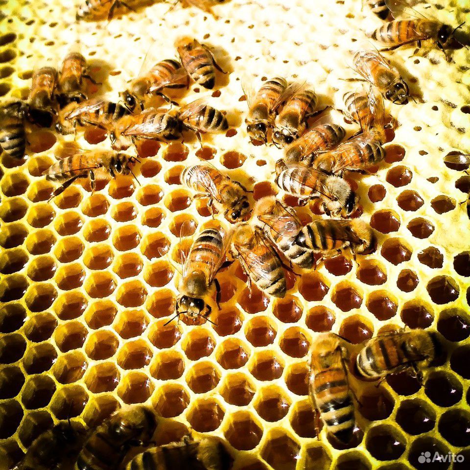 Мёд с личной пасеки. урожай 2020г купить на Зозу.ру - фотография № 6