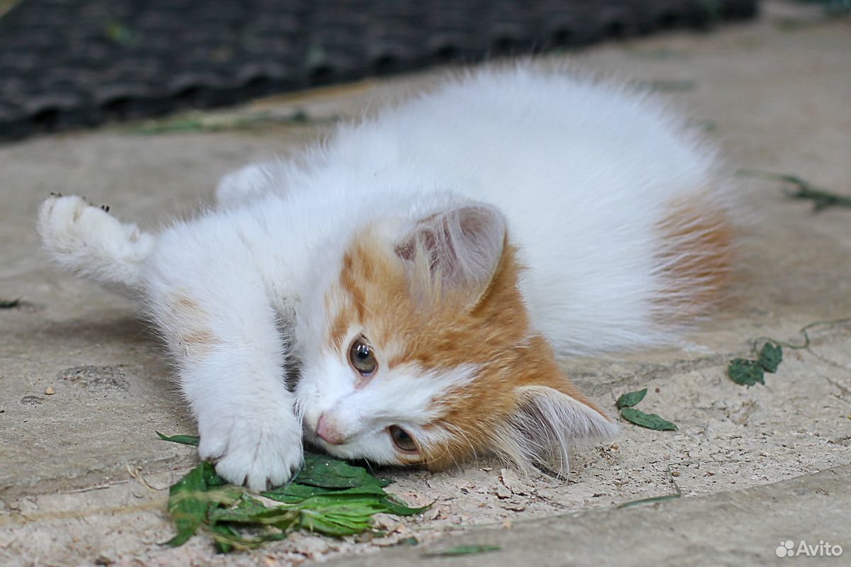 Кошечка белая с рыжим 3 месяца купить на Зозу.ру - фотография № 4