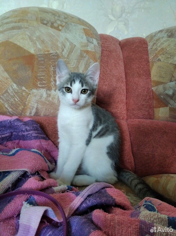 Кот, 2 месяца купить на Зозу.ру - фотография № 1
