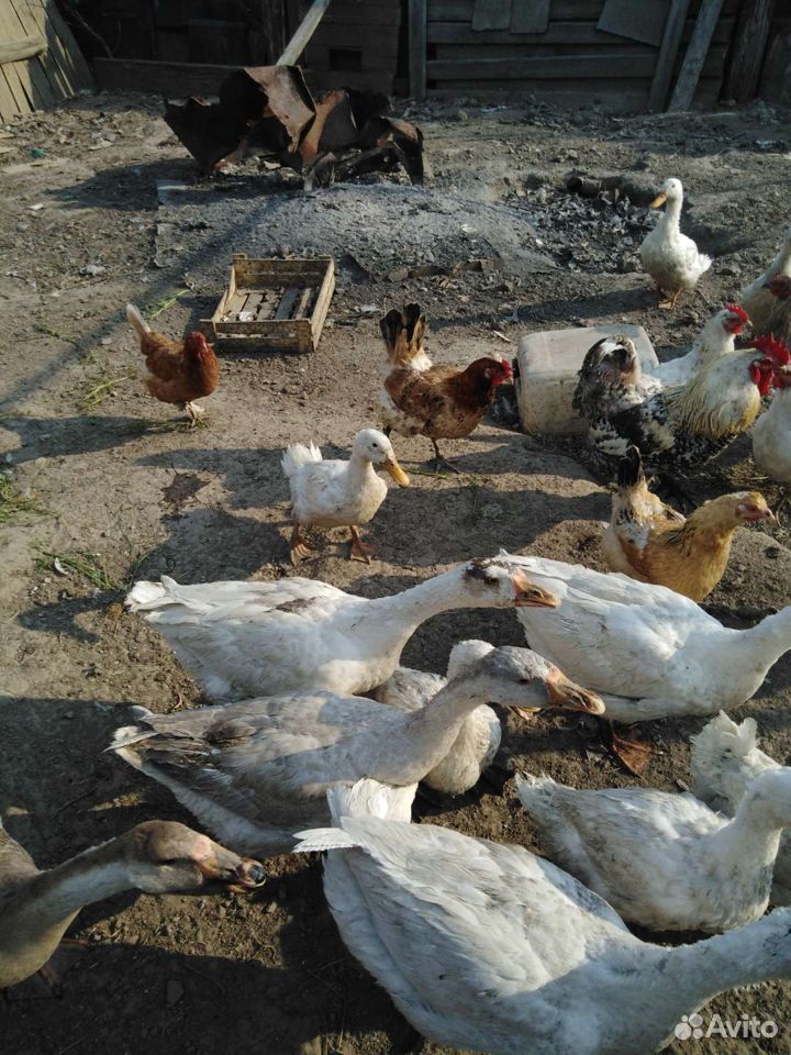 Гуси, куры, цыплята, утки купить на Зозу.ру - фотография № 4