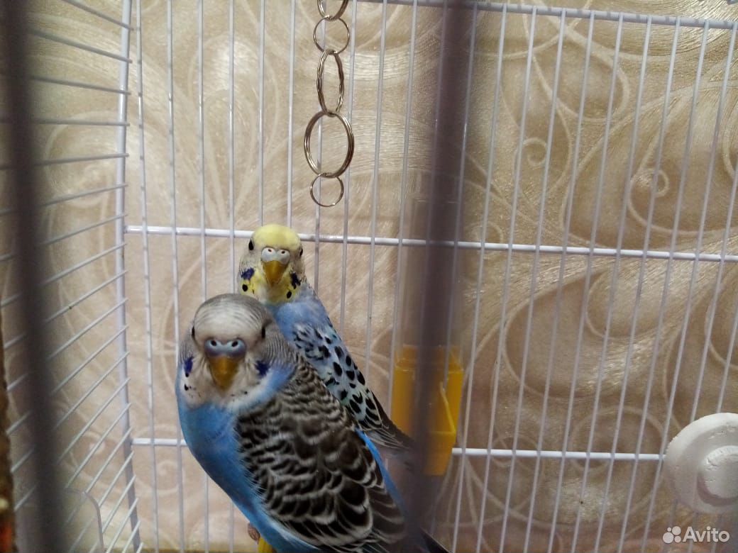 Волнистые попугайчики самец и самка купить на Зозу.ру - фотография № 2