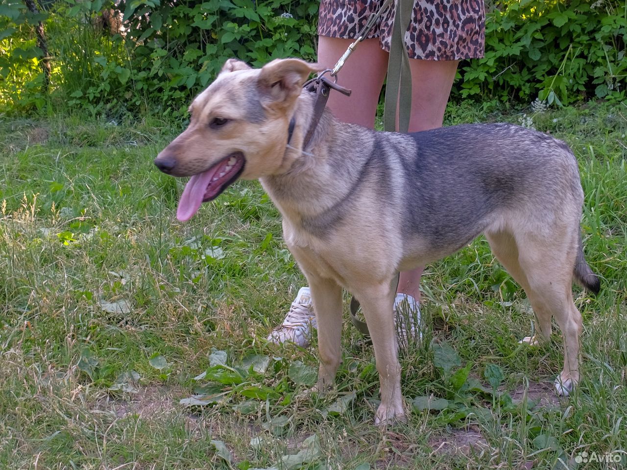 Молодая собака Джессика купить на Зозу.ру - фотография № 1