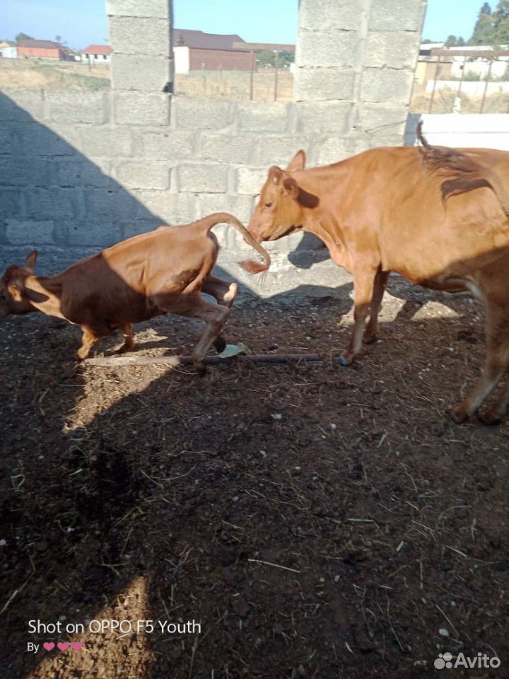 Корова и теленок купить на Зозу.ру - фотография № 2