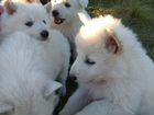 Малыши бшо - щенята белой овчарки объявление продам