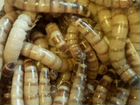 Зоофобас,мучной червь, мадагаскарские тараканы объявление продам