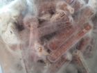 Мицелий грибов вешенка на палочках объявление продам