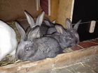 Кролики-Ризены и крольчата объявление продам
