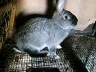 Кролики, молодняк 1,5 месяца объявление продам