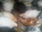 Цыплята от домашних кур объявление продам