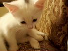 Котята белые Турецкий Ангор объявление продам