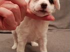 Малыши китайской хохлатой собаки объявление продам