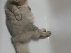 Кот кастрированный в добрые руки объявление продам