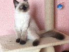 Невский маскарадный котенок объявление продам