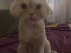 Кот британец - сибирский объявление продам