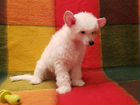 Чудо-щенок китайской хохлатой собаки объявление продам