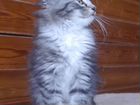 Шикарные котята редкой породы норвежская лесная объявление продам