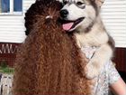 Собака аляскинский маламут объявление продам
