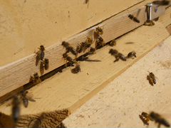 Пчёлы карпатские