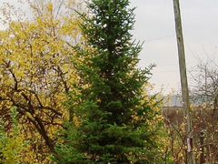 Пихта сибирская с шишками, 7-8 метров