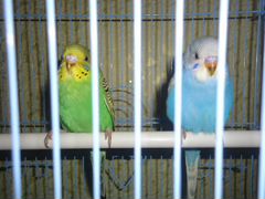 Продажа птенцов волнистых попугаев