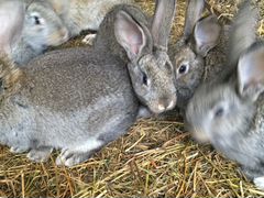 Кролики и крольчата Фландерс и серый великанн