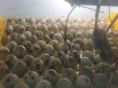 Инкубатор на 154 перепелиных яйца