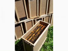 Пчелопакеты среднерусской пчелы