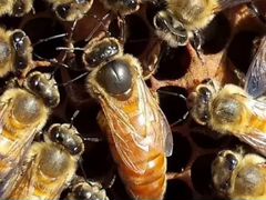 Пчелопакеты, Пчеломатки плодные Бакфаст F1