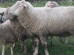 Овцы тонкорунный породы Прекос