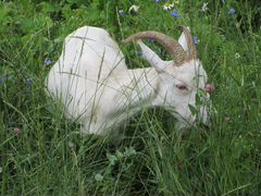 Молодая дойная коза