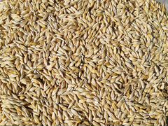 Продаётся кукуруза ячмень пшеница